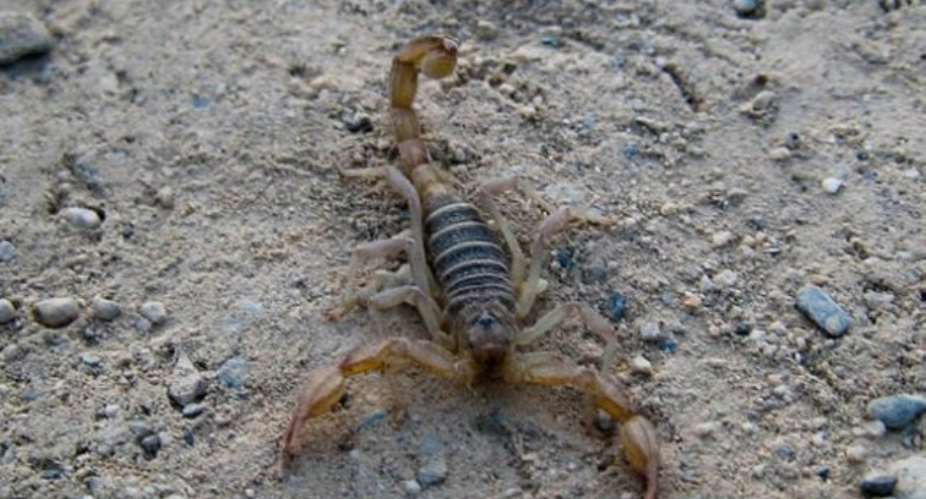The Indian Village Where People Play With Live Scorpions