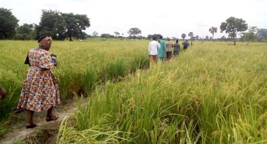 VR: 600 Rice Farms Ravaged By Drought In Ketu South