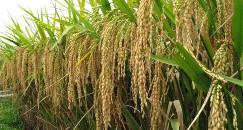 Builsa South: 250 Farmers Forced To Abandon 750-acre Rice Farms In Fumbisi Over Lack Of Chemicals