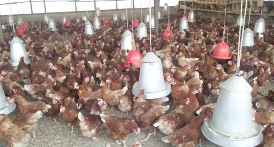 Bird flu: Poultry farmers happy with compensation from government