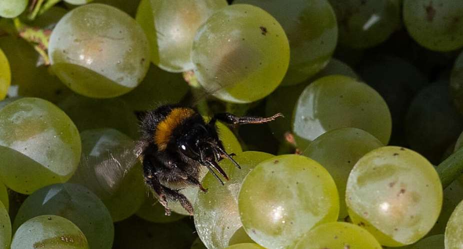In recent years, vineyards have been expanding into Normandy, Brittany and Hauts-de-France. -  Sebastien Salom-Gomis, AFP