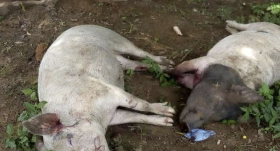 Rampaging Youth Kills Over 100 Pigs In Damongo