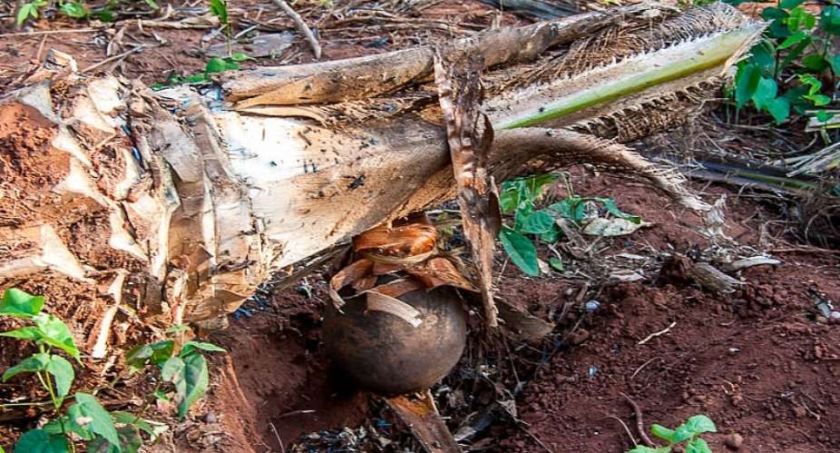Traditional palm wine tapping method not affected by technological advancement — Palm wine tapper