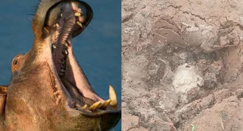 Hippos invade, terrorise fishing community in Oti Region