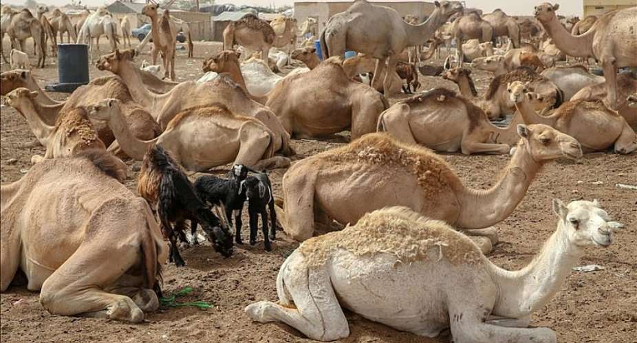 Kenyas New Coronavirus Strain Kill Hundreds Of Camels