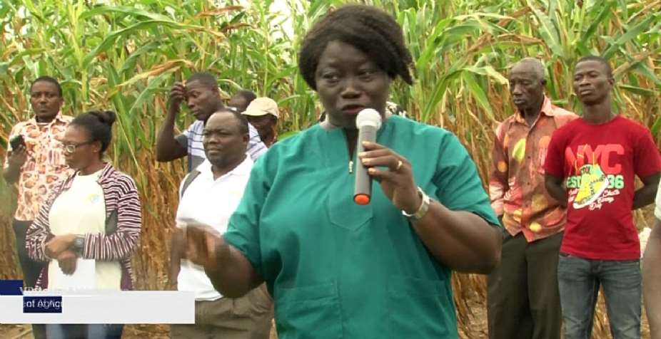 Komenda Edina Equafo Abirim farmers introduced to climate resilient crops