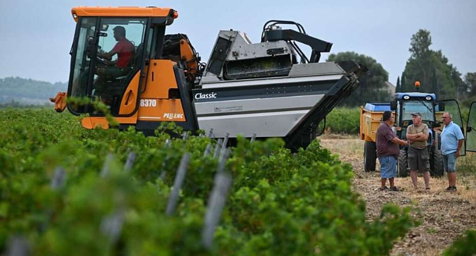 Winemaker Alain Gleyzes (R) speaks with other farmers during a wine grape harvest in La Palme, southern France on July 30, 2026. -  Lionel Bonaventure, AFP