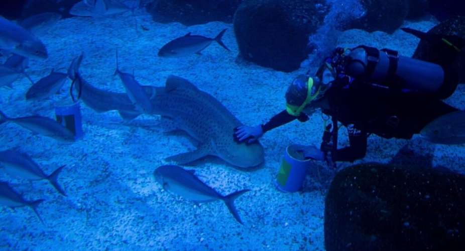 File photo of a diver and shark named Ritinha taken at the AquaRio Marine Aquarium in Rio de Janeiro, Brazil, June 3, 2026. -  Bruna Prado, AP