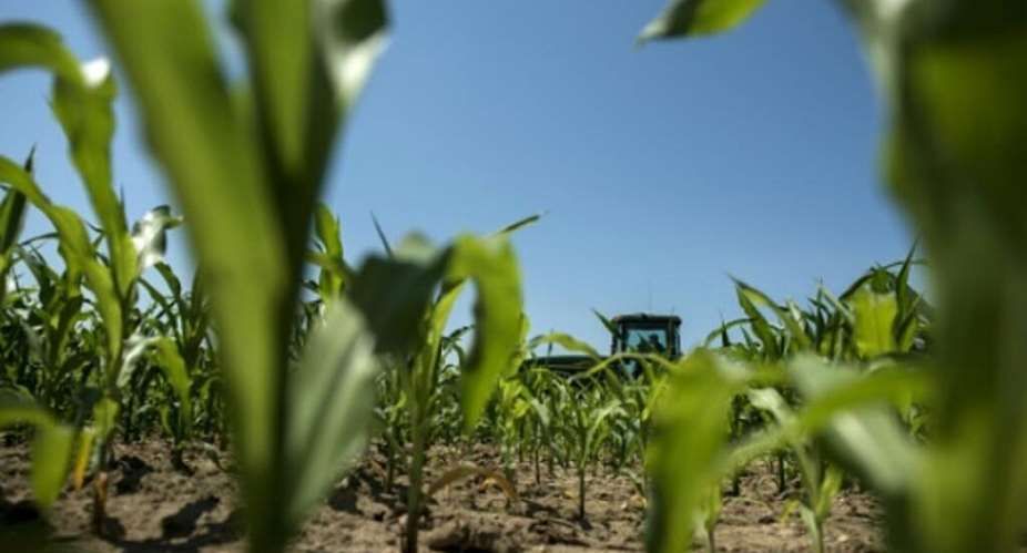 Frances corn harvest is on pace this year for a 35 percent fall to nine million tons, a level last seen in 1980 for Europes biggest grains producer, the government said Friday 7 August, 2026. - AFP/File