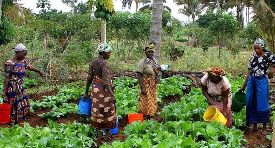The Agricultural Blind Spot: Why Africa Overlooks Its Farming Potential