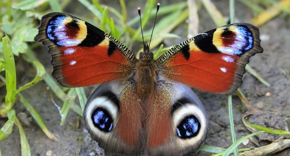 A Peacock Aglais butterfly -  AFP - ANDREW BLADON / OXFORD UNIVERSITY