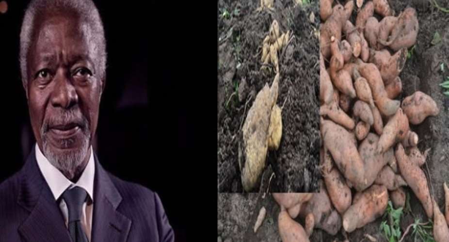 New Sweet Potato Crop To Be Named After Kofi Annan
