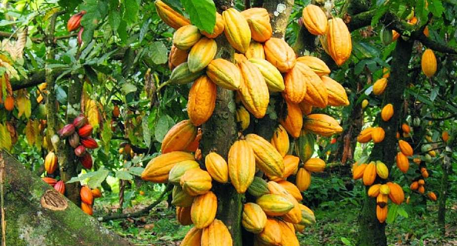 Dont Cheat Cocoa farmers, its unethical