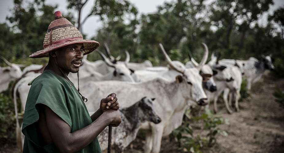 A Fulani herdsman tends to his cattle at Kachia grazing reserve, Kaduna State, Nigeria.  - Source: Luis TatoAFP via Getty Images