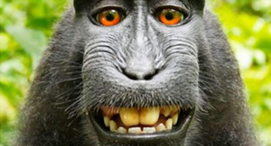 Photographer Settles Monkey Selfie Legal Fight