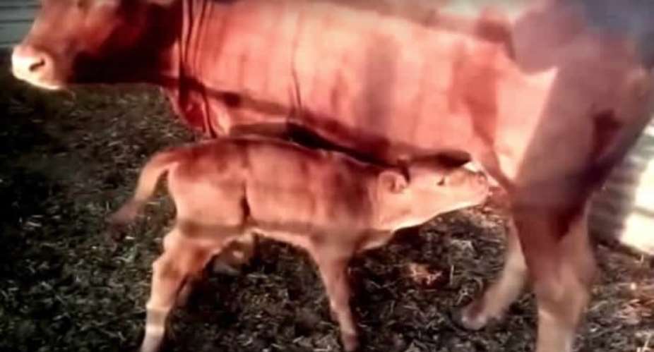 'End Of Days' Prophecy Allegedly Fulfilled After First Red Heifer In 2,000 Years Is Born In Israel