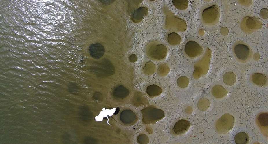 A white heron flies over exposed fish nests at Puerto Ricos La Plata reservoir, where drought linked to El Nino left water levels unusually low. -  AP - Ricardo Arduengo