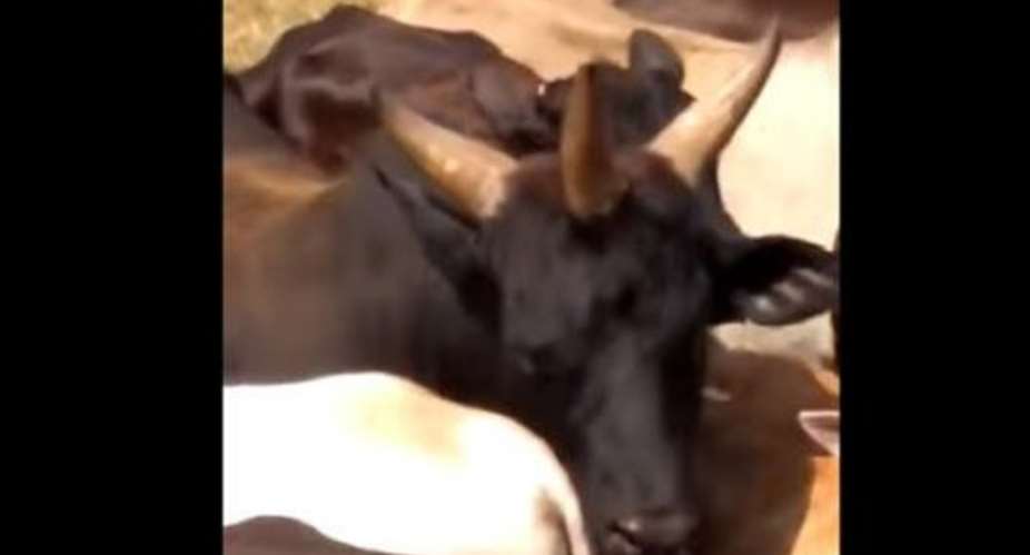 Three-horned Cow Captured On Video In Brazil
