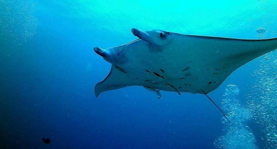 A manta ray in Palau in the Pacific Ocean. The proportion of shark and ray species threatened by ocean warming rose from 24 percent in 2014 to 37 percent in 2021. -  Flickr CC BY 2.0 amanderson2