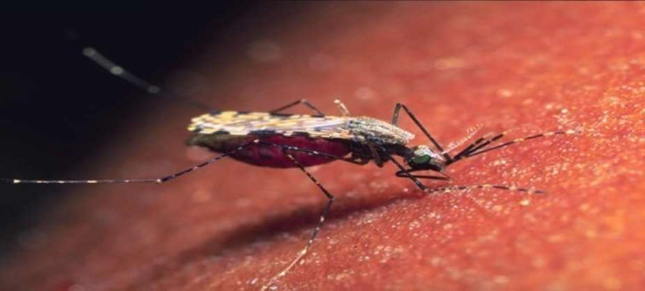 Vector borne diseases the problem of GHS — Entomologist