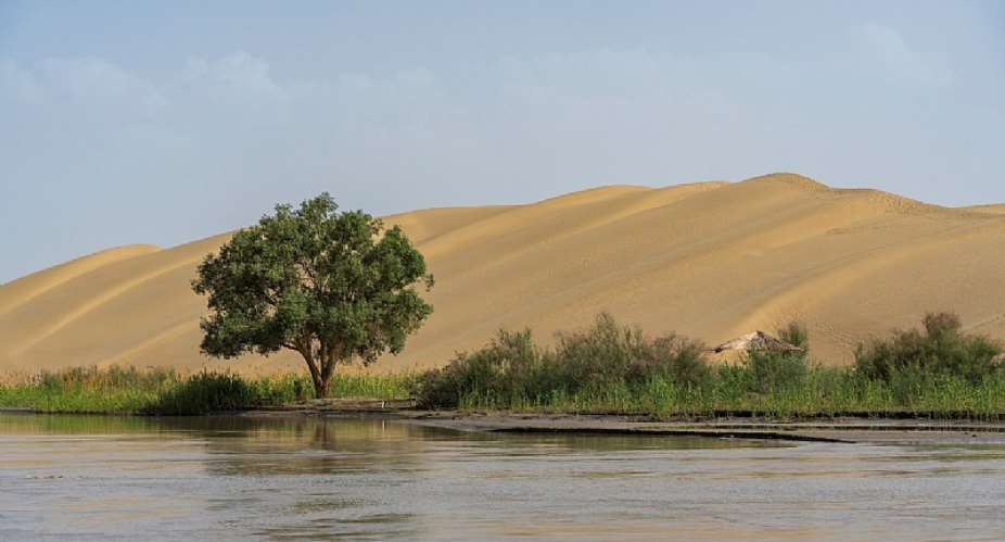 A tree and vegetation in the Taklamakan Desert in Xinjiang Uyghur Autonomous Region, China. Photo: VCG
