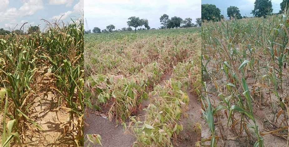 Dry spell threatens crops and livelihoods in Sissala communities