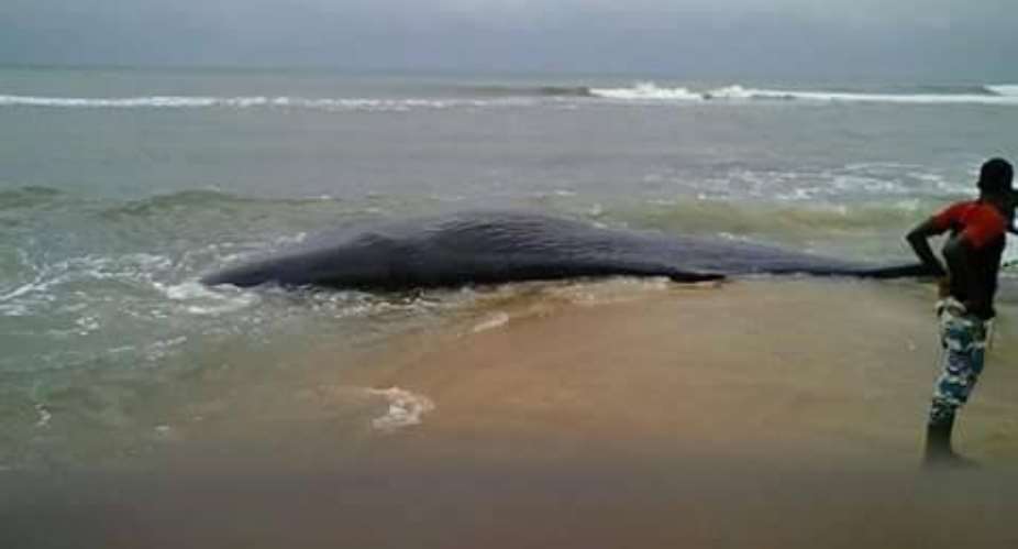 Keta: Dead Whale Washed Ashore