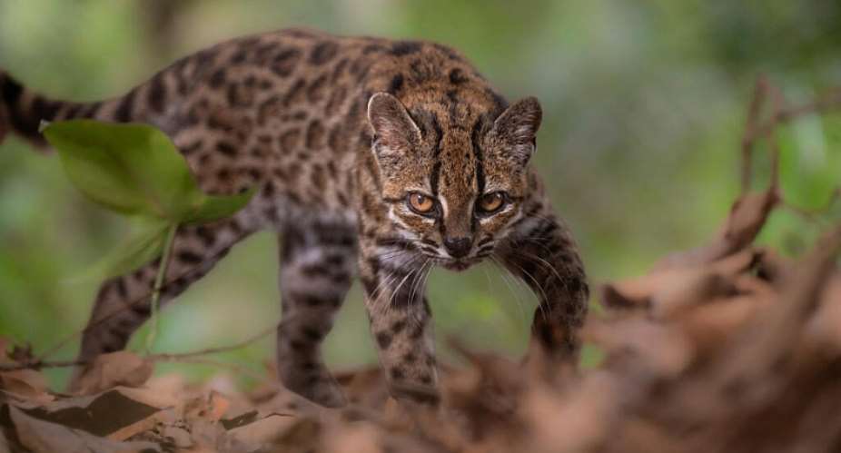 A Leopardus tilcayo cat, a newly identified species through research led by National Geographic Explorer Paola Nogales Ascarrunz, walks at the Senda Verde animal refuge in the Yungas region, Bolivia on September 1, 2026. -  Fernando Faciole, Reuters