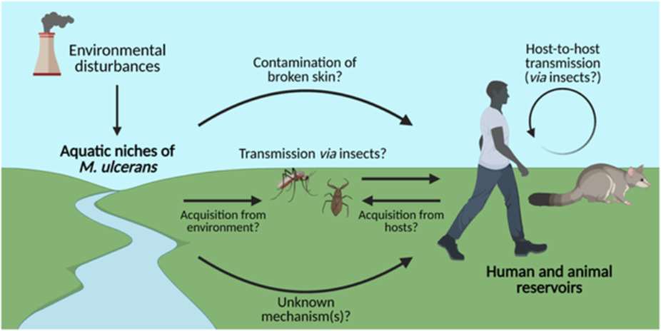 Buruli Ulcer: The Silent Flesheater Hiding in Our Waters