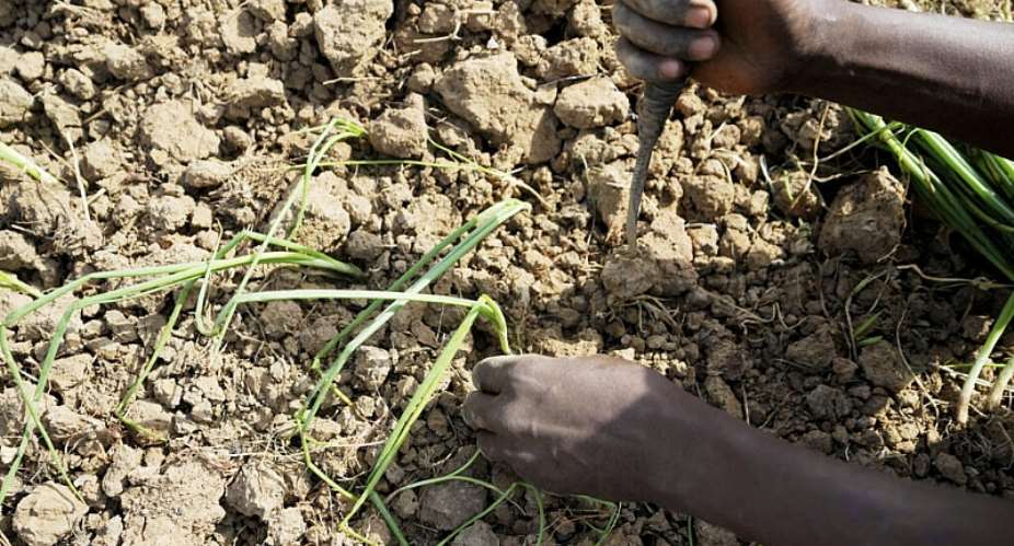 A farmer plants onions at his farm in Kwalkwalawa, in north-western Nigeria, on 22 February 2025. -  Sunday Alamba / AP