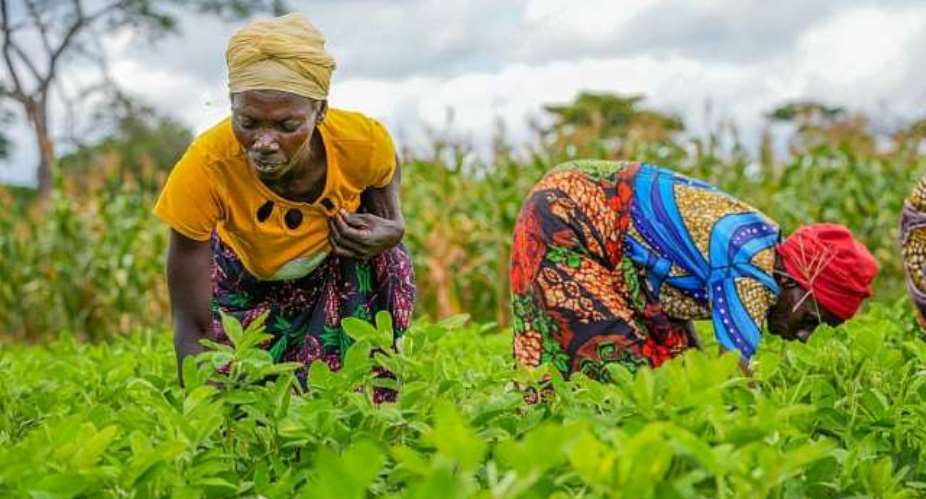 NABOCADO promotes sustainable farming practices to help smallholder farmers build climate resilience