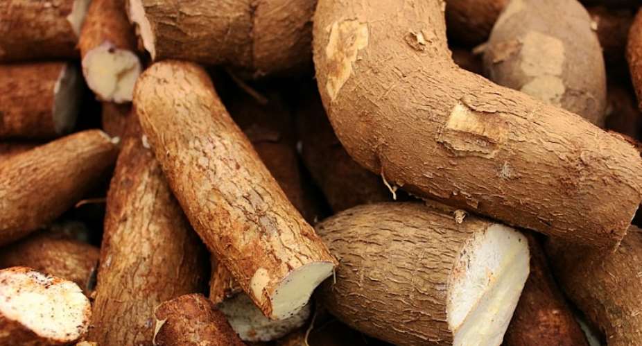 Improperly Processed Cassava Can Cause Cyanide Poisoning and Konzo, a Paralysing Neurological Disease