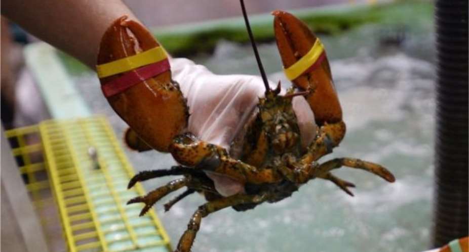 Maine Restaurant Sedates Lobsters With Marijuana