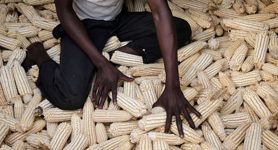 A farmer inspects his maize in Uganda. - Source: Photo by: GodongUniversal Images Group via Getty Images