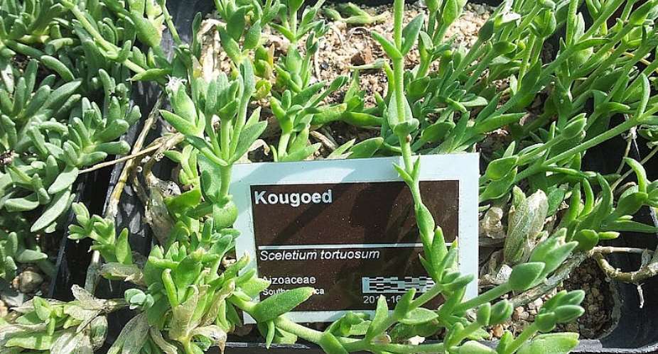 South African hunters chewed the kanna plant for endurance: new study tests its effects on mouse brain chemistry