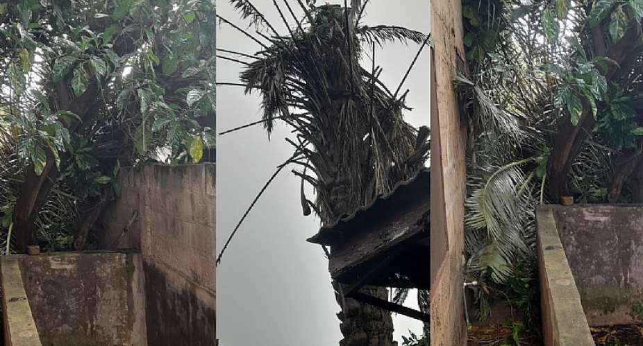 The 27-Year-Old Palm Tree, a Bolt from the Bed, and the Costly Sting of Procrastination in Teshie-Nungua