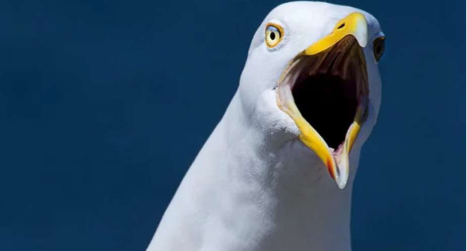 Angry seagulls hold woman hostage for three days