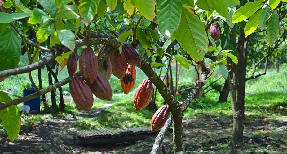 Expectation Of Producer Price Increment For 20202021 Cocoa Season: A GCCP Demand