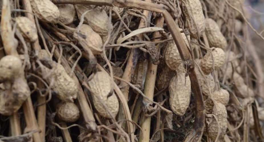 New disease resistant groundnuts introduced to boost production