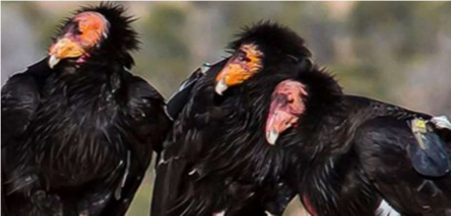 The Acquired Vultures Virus: Some Nigerian Politicians Syndrome