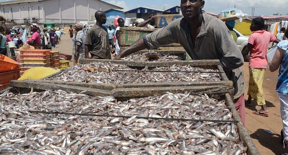 UCC Research Puts Ghanas Fish Stock At High Risk