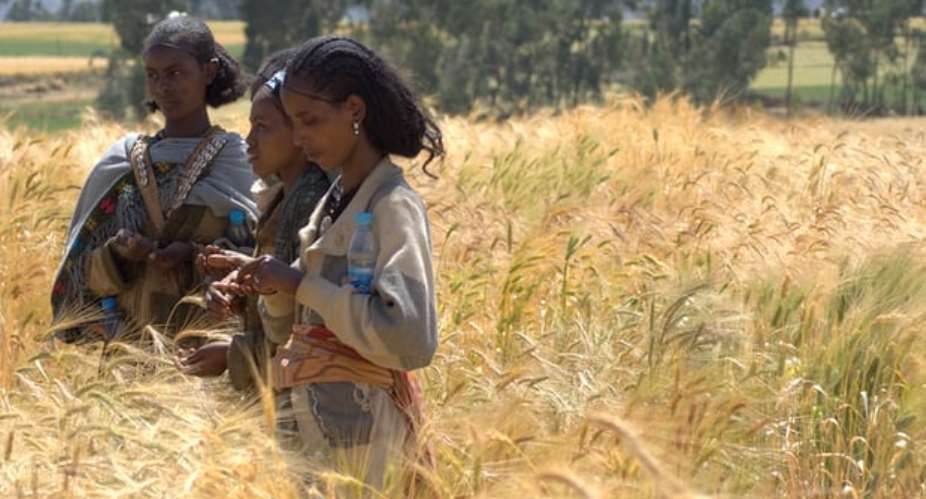 Farmers evaluating traits of wheat varieties in Ethiopia. Photograph: J.van de GevelBioversity International