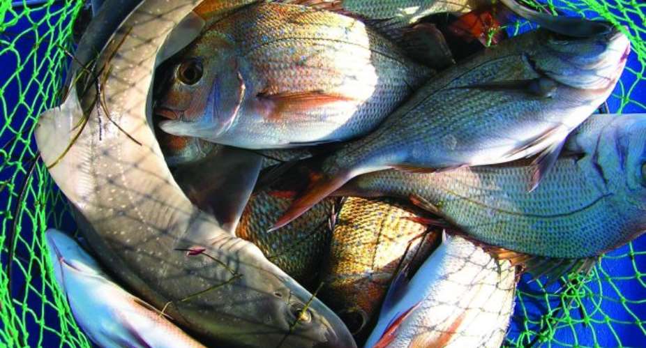 Fish Micronutrients Slipping Through The Hands Of Malnourished People