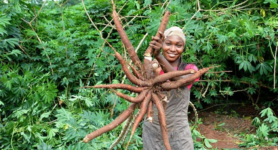 Nigeria: New Names For Top-Performing Cassava Varieties Approved