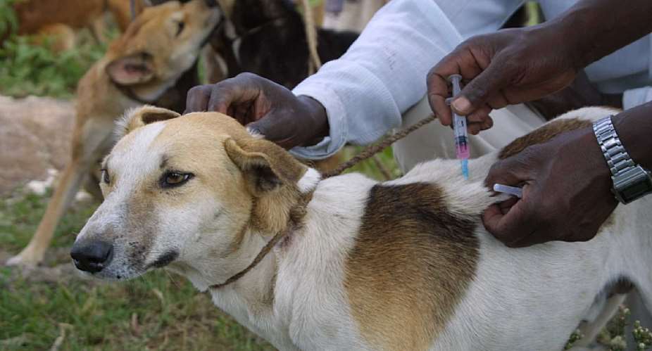 Vaccinating domestic dogs is a successful and cost-effective way to prevent rabies in dogs.  - Source: Sarah Cleaveland