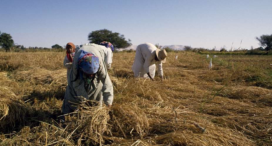 Farmers harvesting rice  - Source: