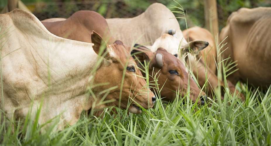 Cowsamp;39; milk yields rise when they eat Brachiaria grass. - Source: Eric OumaILRI