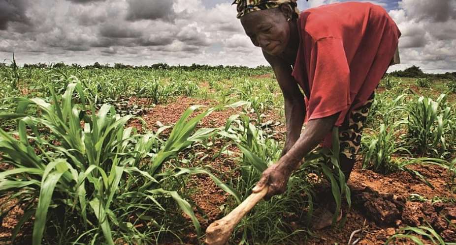 NGOs Are Causing Africas Agriculture To Stagnate