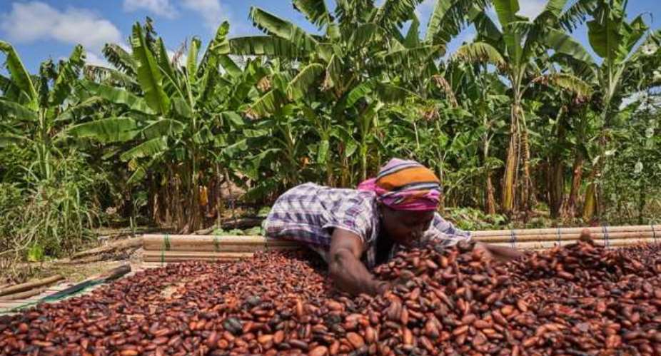 NPP challenges GH¢2,650 cocoa producer price for 2026/27 season