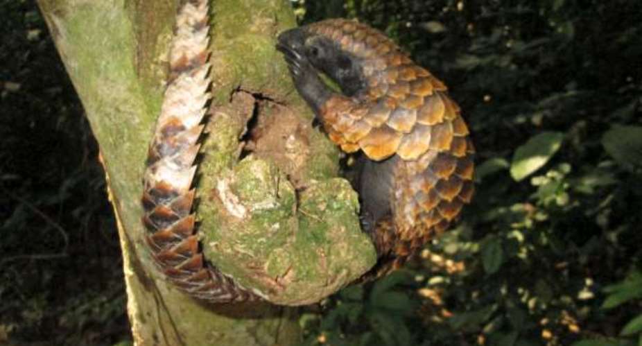 Born Free welcomes greater protection for pangolins